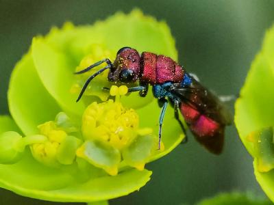  Chrysura cuprea (Rossi, 1790)