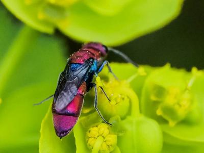  Chrysura cuprea (Rossi, 1790)