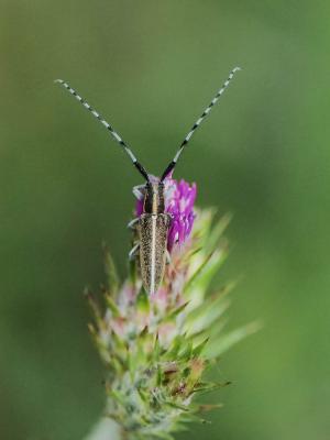 Agapanthie du chardon Agapanthia cardui (Linnaeus, 1767)