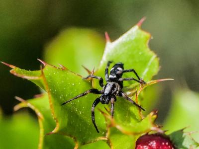  Poecilochroa albomaculata (Lucas, 1846)