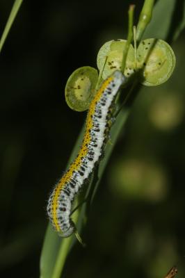 Aurore de Provence (L') Anthocharis euphenoides Staudinger, 1869