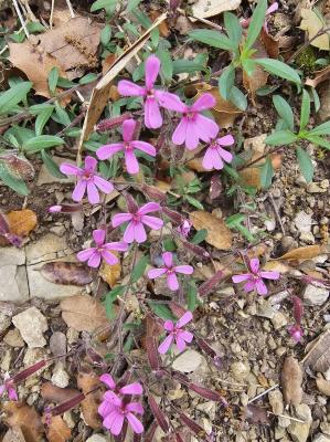 Saponaire faux-basilic Saponaria ocymoides L., 1753