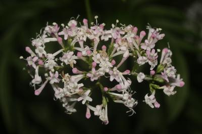 Valériane officinale, Valériane des collines Valeriana officinalis L., 1753