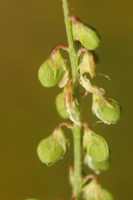 Mélilot sillonné Trigonella sulcata (Desf.) Coulot & Rabaute, 2013