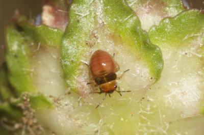  Strongylocoris obscurus (Rambur, 1839)