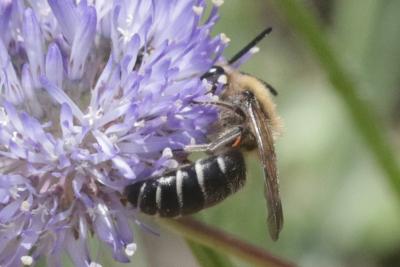  Andrena Fabricius, 1775