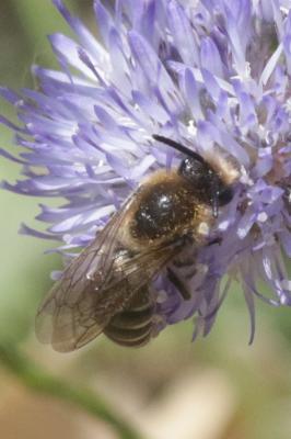  Andrena Fabricius, 1775