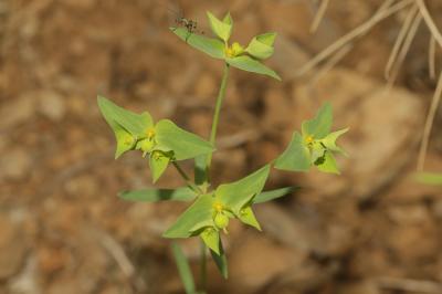 Euphorbe de Turin Euphorbia taurinensis All., 1785