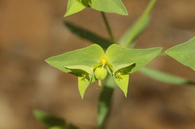 Euphorbe de Turin Euphorbia taurinensis All., 1785