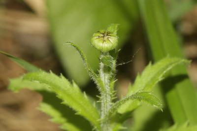 Marguerite vert-glauque, Leucanthème vert-glauque Leucanthemum subglaucum De Laramb., 1861