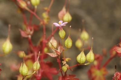 Géranium luisant Geranium lucidum L., 1753