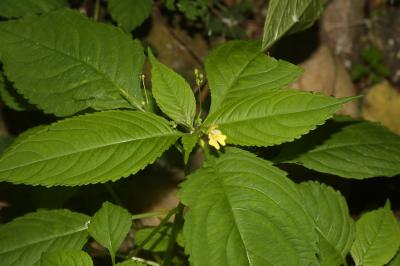 Balsamine à petites fleurs, Impatiente à petites f Impatiens parviflora DC., 1824