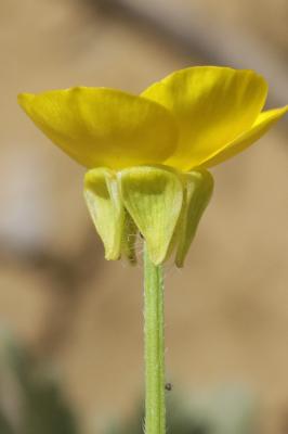Renoncule sarde, Sardonie Ranunculus sardous Crantz, 1763