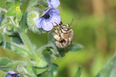 Anthophore de la sauge Anthophora salviae (Panzer, 1804)