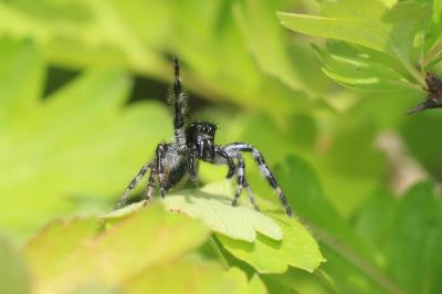  Carrhotus xanthogramma (Latreille, 1819)