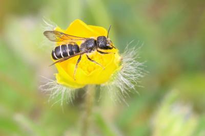  Chelostoma florisomne (Linnaeus, 1758)