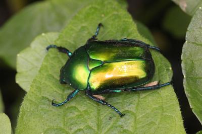 Cétoine verte Eupotosia affinis (Andersch, 1797)