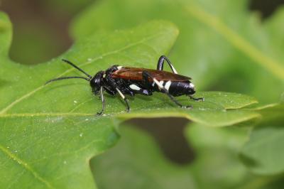 Macrophya duodecimpunctata (Linnaeus, 1758)
