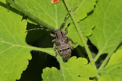 Mésose charançon Mesosa curculionoides (Linnaeus, 1760)