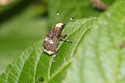  Platystomos albinus (Linnaeus, 1758)
