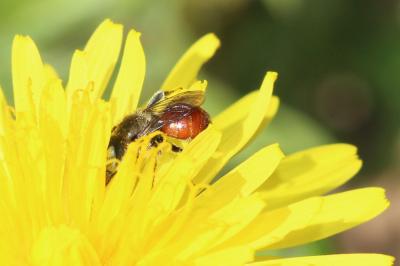  Osmia andrenoides Spinola, 1808