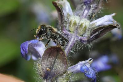  Osmia caerulescens (Linnaeus, 1758)