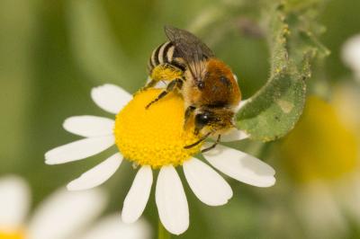  Colletes Latreille, 1802