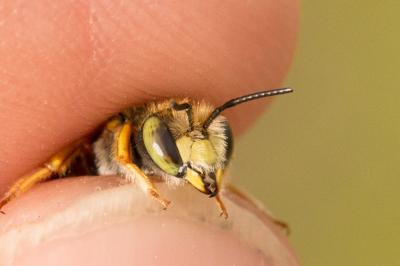 Anthidium oblongatum (Illiger, 1806)