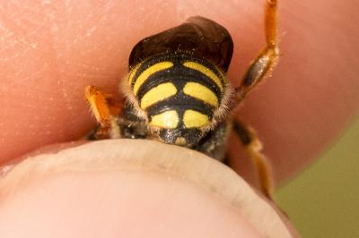  Anthidium oblongatum (Illiger, 1806)