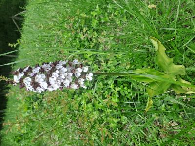 Orchis pourpre, Grivollée Orchis purpurea Huds., 1762