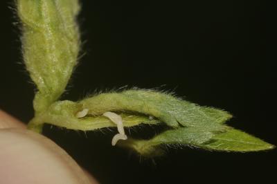  Dasineura ranunculi (Bremi, 1847)