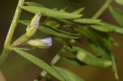 Vesce de Loiseleur Ervilia loiseleurii (M.Bieb.) H.Schaefer