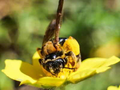  Andrena Fabricius, 1775