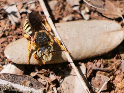  Rhodanthidium septemdentatum (Latreille, 1809)