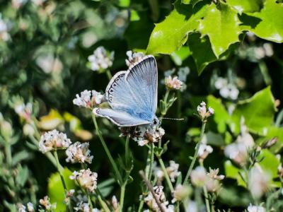 Bleu-nacré d'Espagne (Le) Lysandra hispana (Herrich-Schäffer, 1852)