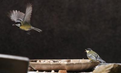 Mésange charbonnière Parus major Linnaeus, 1758