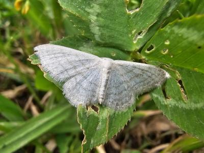 Acidalie blanchâtre (L') Idaea subsericeata (Haworth, 1809)