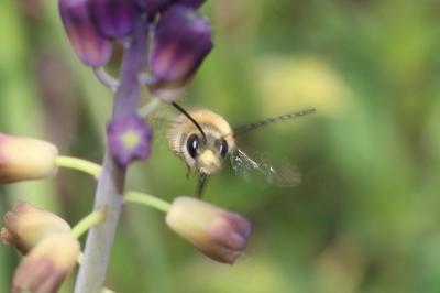  Eucera clypeata Erichson, 1835