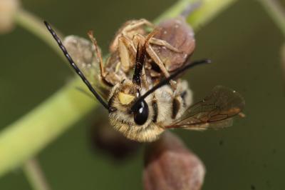  Eucera clypeata Erichson, 1835