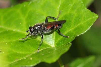  Brachypalpoides lentus (Meigen, 1822)