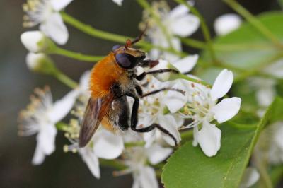  Criorhina berberina (Fabricius, 1805)