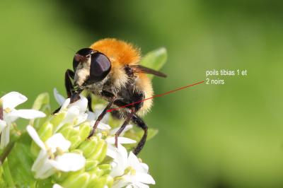  Criorhina berberina (Fabricius, 1805)
