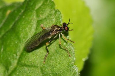  Dioctria linearis (Fabricius, 1787)