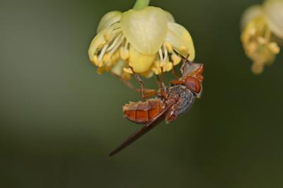  Rhingia rostrata (Linnaeus, 1758)
