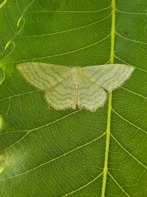  Idaea Treitschke, 1825