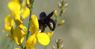 Abeille charpentière, Xylocope violet Xylocopa violacea (Linnaeus, 1758)