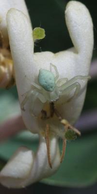 Misumène variable Misumena vatia (Clerck, 1758)