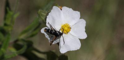  Sesiidae Boisduval, 1828