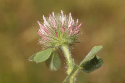 Trèfle hérissé Trifolium hirtum All., 1789