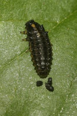Petit vertubleu Plagiosterna aenea (Linnaeus, 1758)